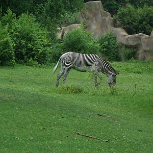 Grevy's Zebra