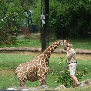 Reticulated Giraffe