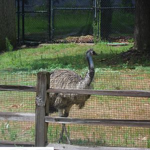 Emu