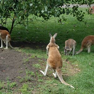 Red Kangaroo