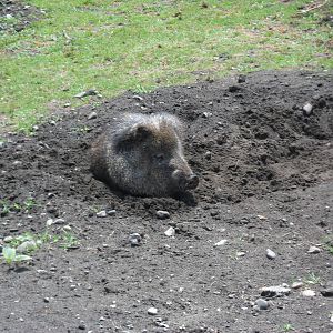 Collared Peccary
