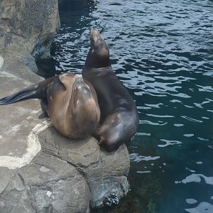 California Sea Lion