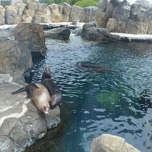 Seal and Seal Lion Pool