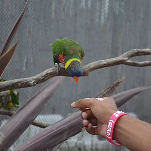 Lorikeet Forest