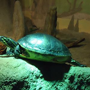 Jack, my Malayan Box Turtle