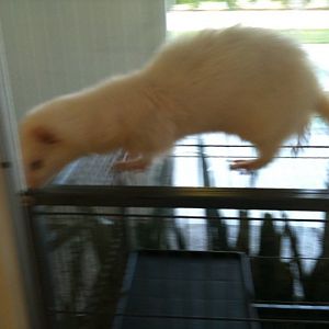 Bueler, My Ferret