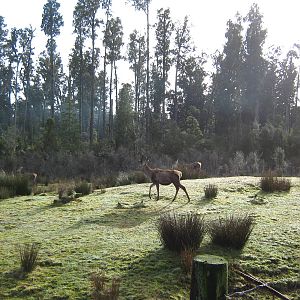 red deer, The Bushman's Centre