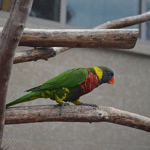 Lorikeet Forest