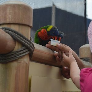 Lorikeet Forest