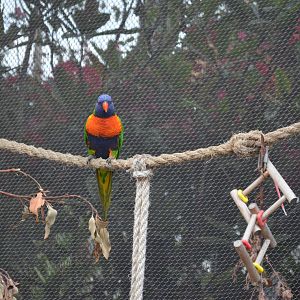 Lorikeet Forest