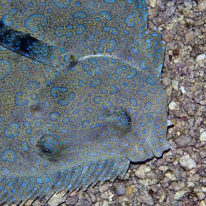 Peacock Flounder portrait (Bothus mancus)