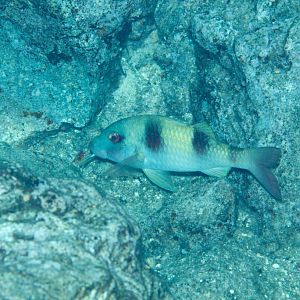 Doublebar Goatfish (Parupeneus crassilabrus)