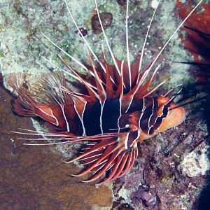 Clearfin Lionfish (Pterois radiata)