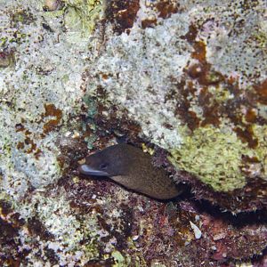 Giant Moray juvenile (Gymnothorax javanicus)