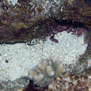 Coral Banded Shrimp (Stenopus hispidus)