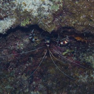 Coral Banded Shrimp