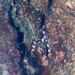 Coral Banded Shrimp