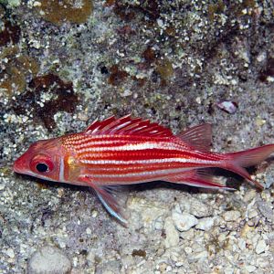 Smallmouth Squirrelfish