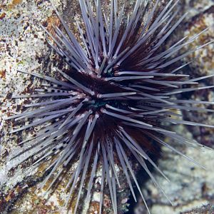 Urchin