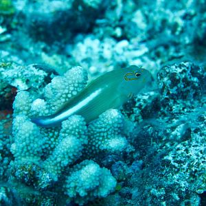 Arc-eye Hawkfish (Paracirrhites arcatus)