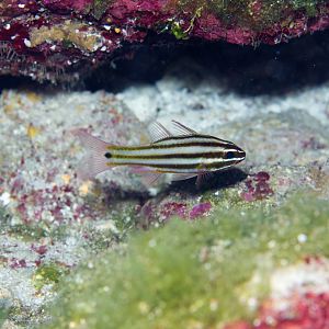 Cardinalfish