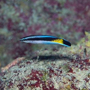 Cleaner Wrasse