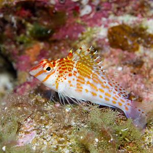 Dwarf Hawkfish (Cirrhitichthys falco)