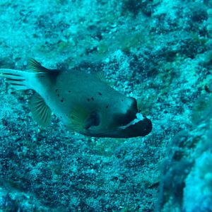 Blackspotted Puffer (Arothron nigropunctatus)