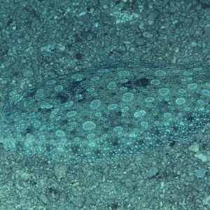 Peacock Flounder demonstrating its excellent camouflage