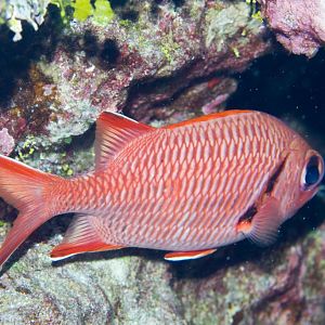 Bigscale Soldierfish (Myripristis berndti)