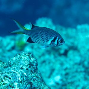 Variable Chromis (Chromis xanthura)