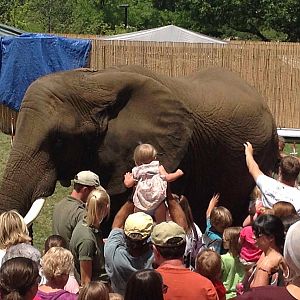 Elephant, Not protected contact!