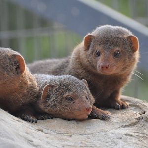 Dwarf mongoose / Helogale parvula