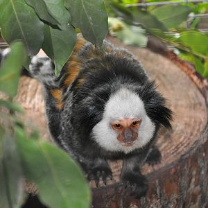 White-fronted marmoset/ Callithrix geoffroyi