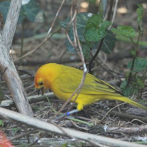 Saffron Finch?