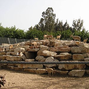 Nubian ibexes enclosure
