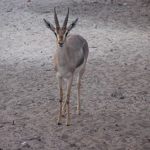 Palestine gazelle/ Gazella gazella gazella