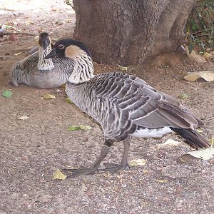 Ne-ne/ Branta sandvicensis