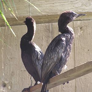Pygmy cormorant/ Phalacrocorax pygmaeus