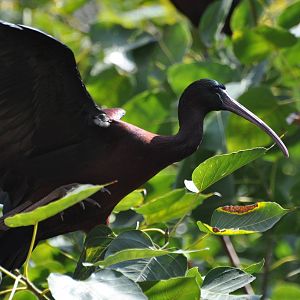 Glossy ibis/ Plegadis falcinellus