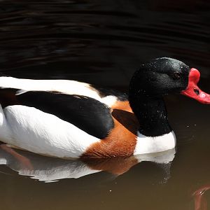 Common shelduck/ Tadorna tadorna