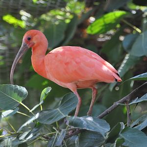 Scarlet ibis/ Eudocimus ruber
