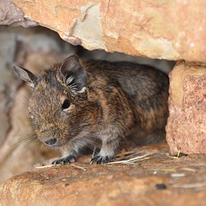 Degu/ Octodon degus