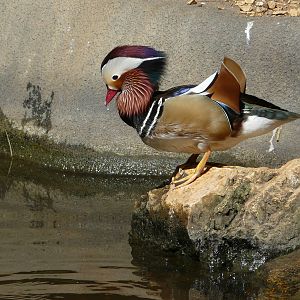 Mandarin duck/ Aix galericulata