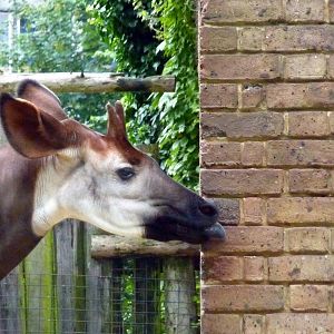 Okapi (walls taste good)