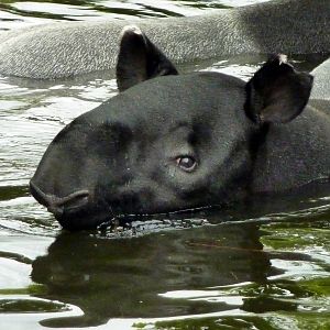Tapir Swimming