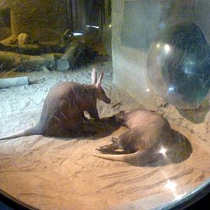 Aardvarks