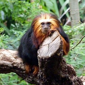 Golden Headed Lion Tamarin