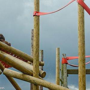 Tuan and Gordon, Bornean orangutans, keeping an eye on each other