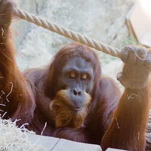 Padang, Sumatran orangutan